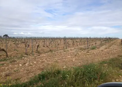 finca rustica de viñedo en venta en Alcázar de San Juan